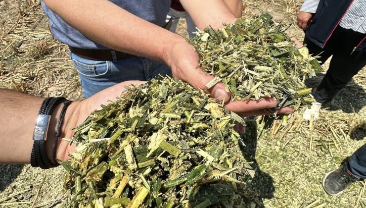 Ereğli’de Sorgum Sudan Otu ile Su Tasarruflu Hayvancılığa Destek