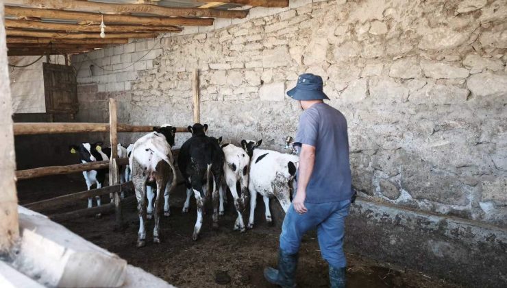 Ereğli’de Büyükbaş Hayvanlara Şap ve Brusella Aşılaması Sürüyor