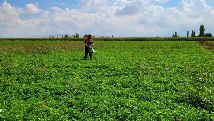 Ereğli’de elma, marul ve maydanoz tarlalarında kalıntı denetimi
