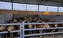 Ereğli Hayvan Pazarı Tedbir Amaçlı Kapatıldı