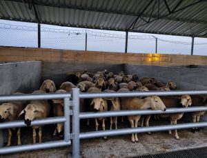 Ereğli Hayvan Pazarı Tedbir Amaçlı Kapatıldı