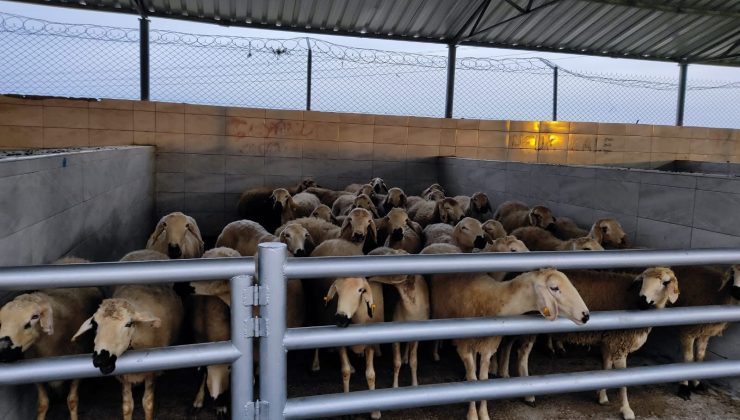 Ereğli Hayvan Pazarı Tedbir Amaçlı Kapatıldı